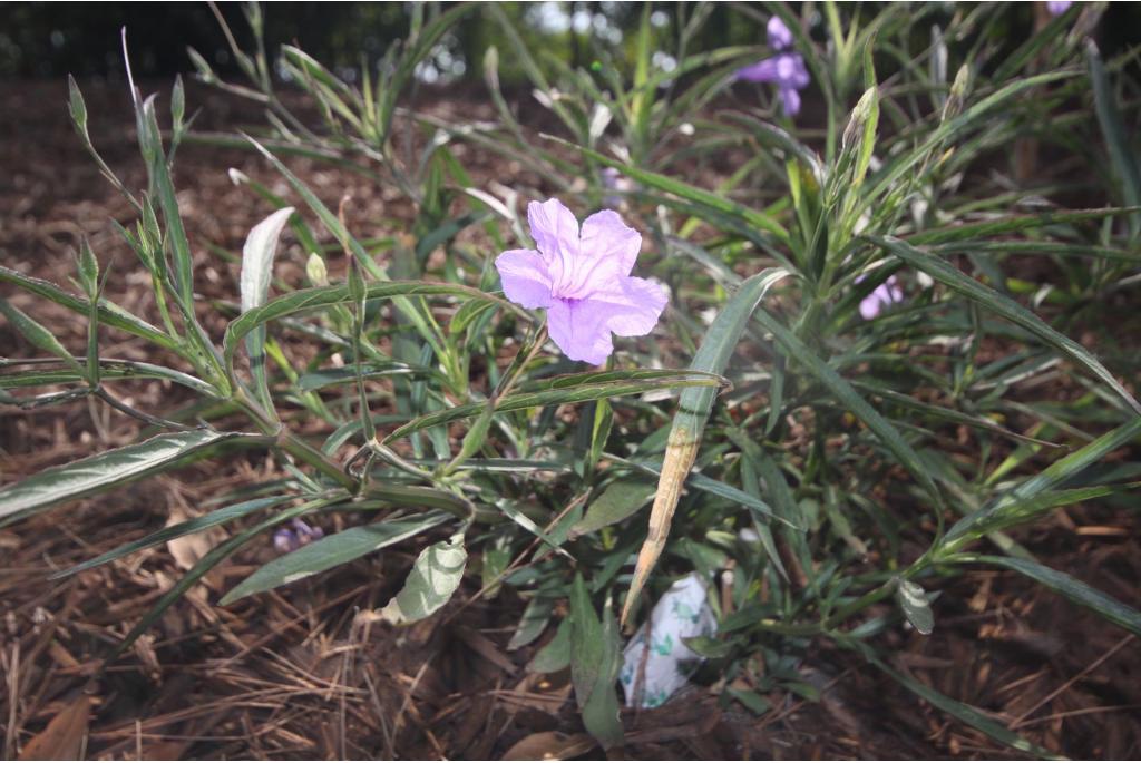 De wilde petunia van Britton 'Rosea'