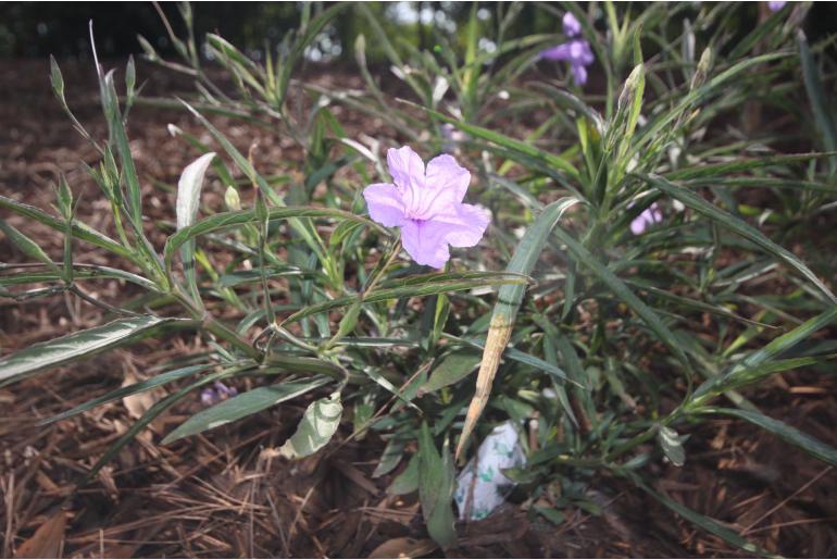 Ruellia brittoniana 'Rosea' -986