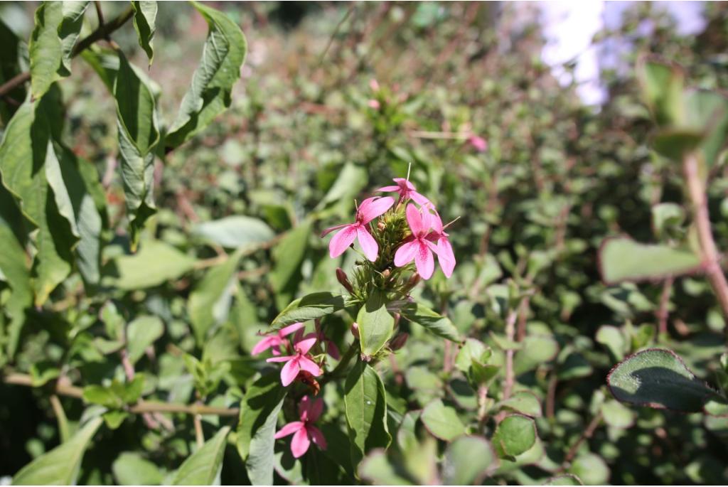 Ruttyruspolia 'Phyllis van Heerden'