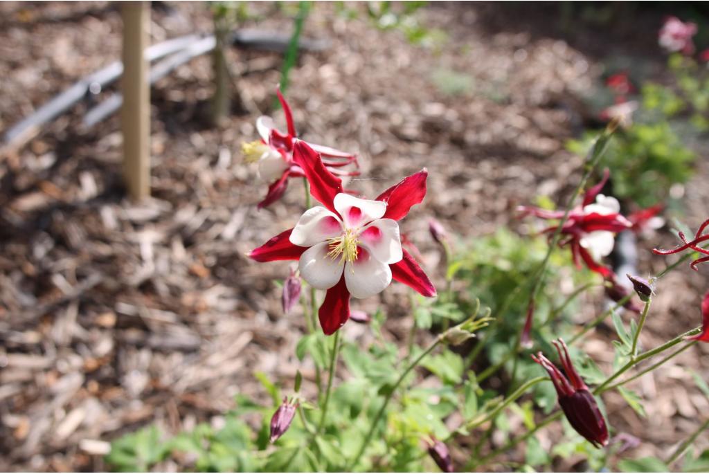 Akelei 'Crimson Star'