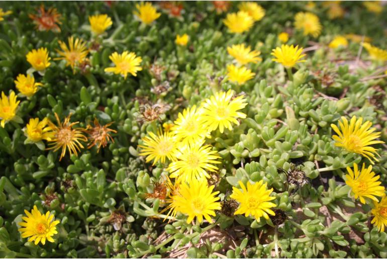 Delosperma nubigenum -1022