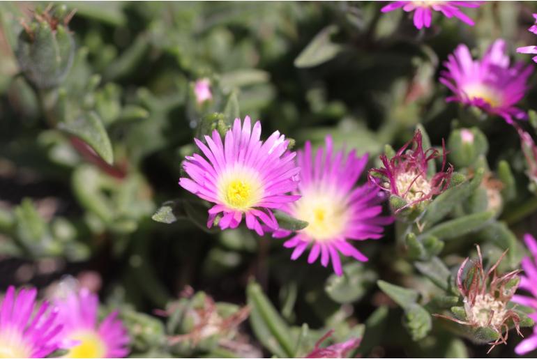 Delosperma sutherlandii -1023