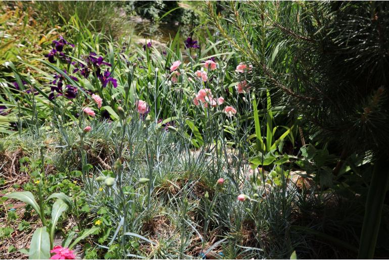 Dianthus plumarius 'Maggie' -1030