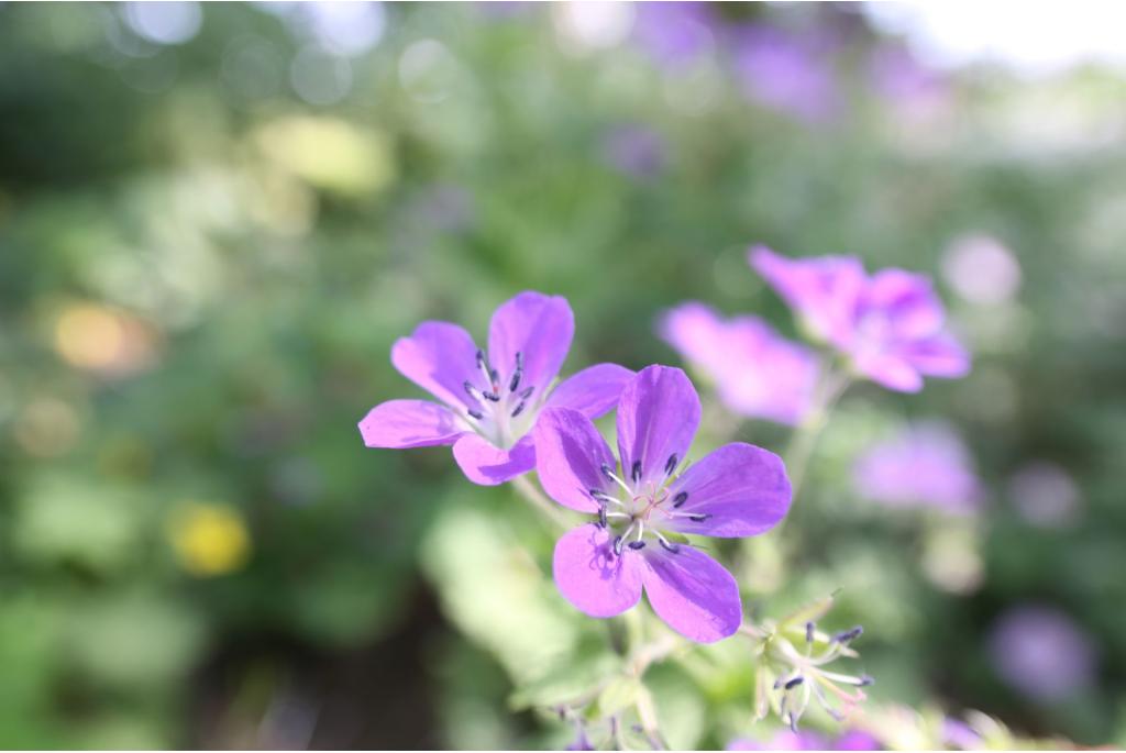 Oxford Geranium 'Rosenlicht'