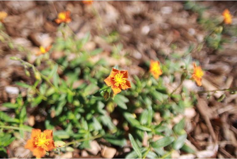 Helianthemum 'Bronzeteppich' -1050