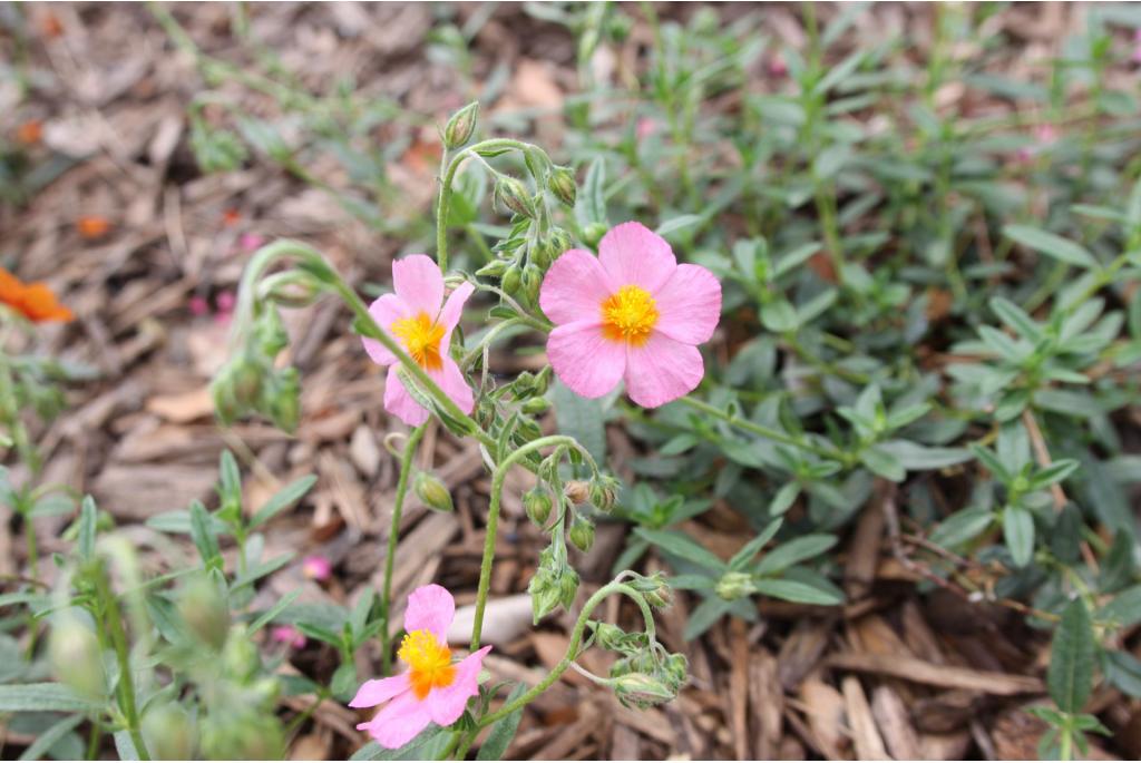 Zonneroosje 'Lawrenson's Pink'