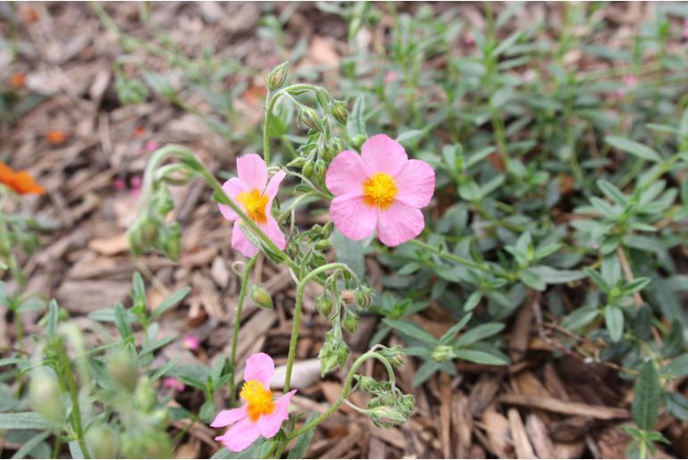 Helianthemum 'Lawrenson's Pink' -1053