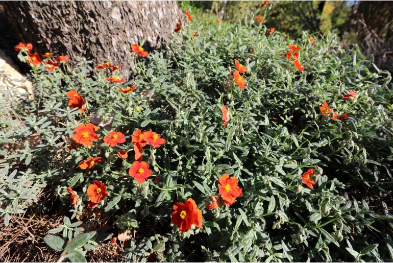 Helianthemum 'Tomato Red' -1056