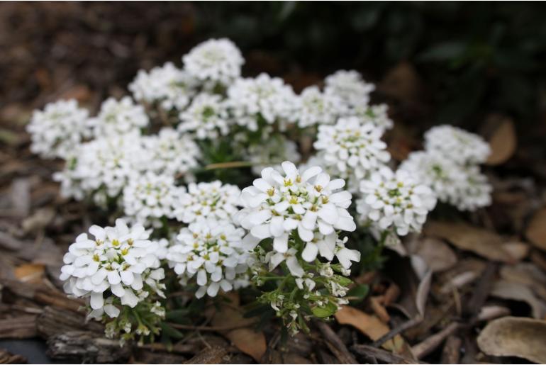 Iberis saxatilis -1059