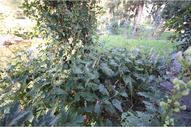 Persicaria amplexicaulis 'Rosea' -1085