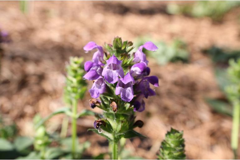 Prunella grandiflora -1103