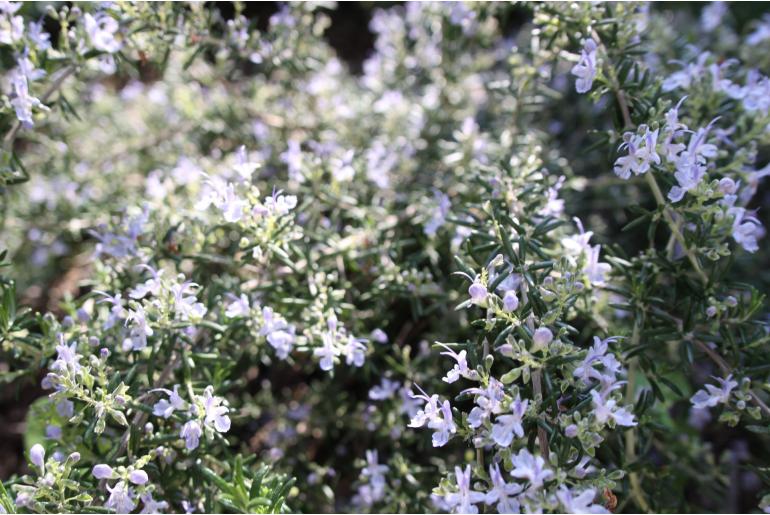 Salvia rosmarinus 'Prostratus' -1104