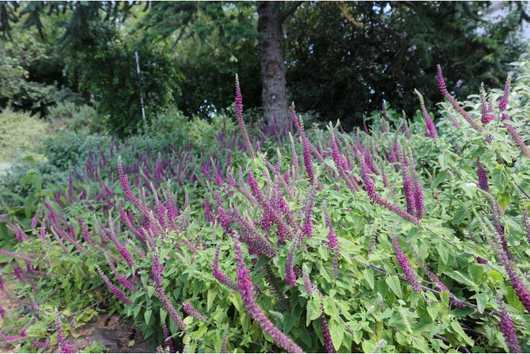 Teucrium hyrcanicum 'Flowtime' -1116