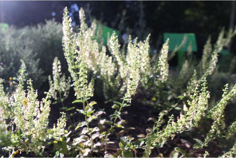 Teucrium scorodonia 'Crispum' -1117