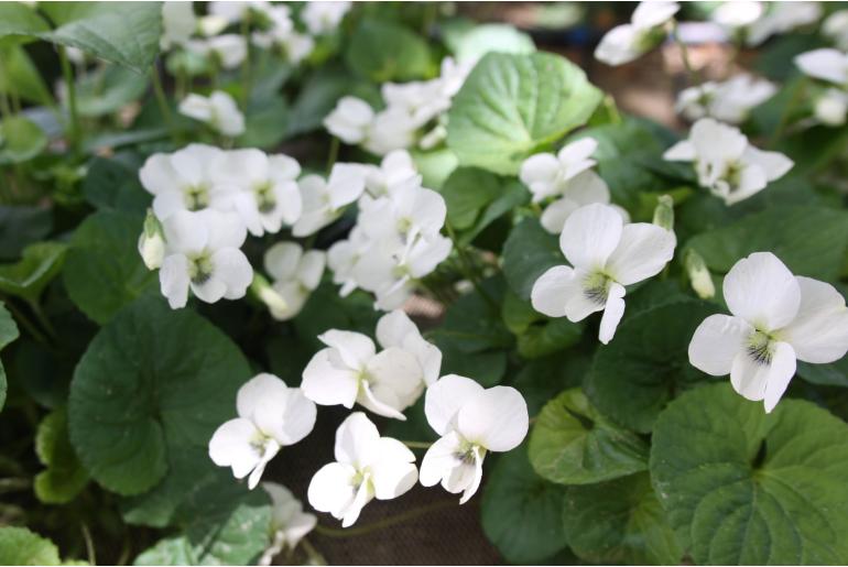 Viola sororia 'Albiflora' -1123