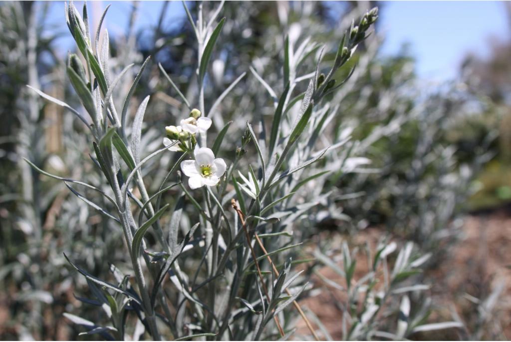 Rivierster 'White Candy'