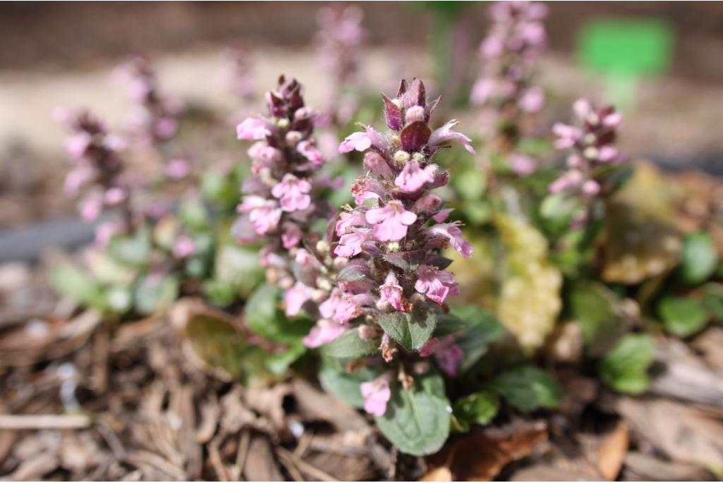 Roze kruipend zenegroen