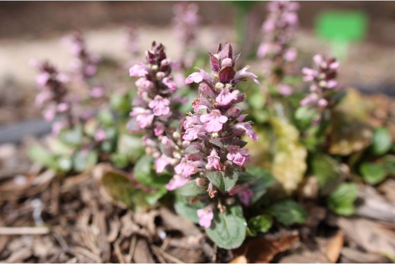 Ajuga reptans 'Rosea' -1145