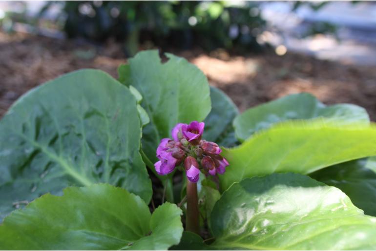 Bergenia purpurascens -1180