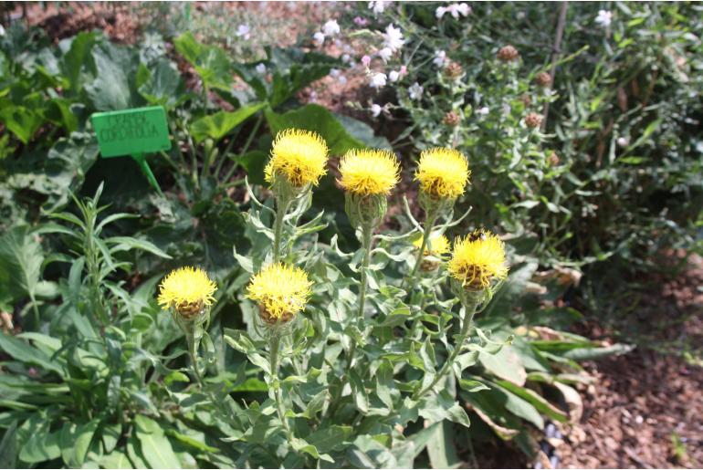 Centaurea macrocephala -1186