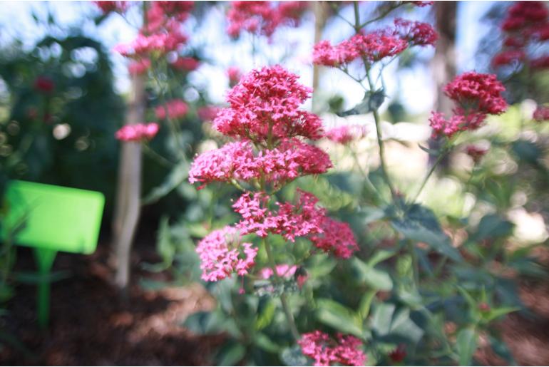 Centranthus ruber 'Coccineus' -1190