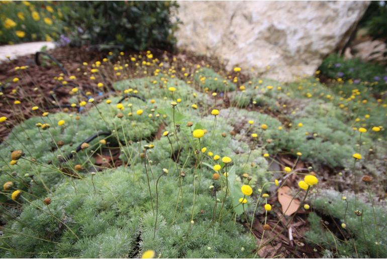 Cotula hispida -1202