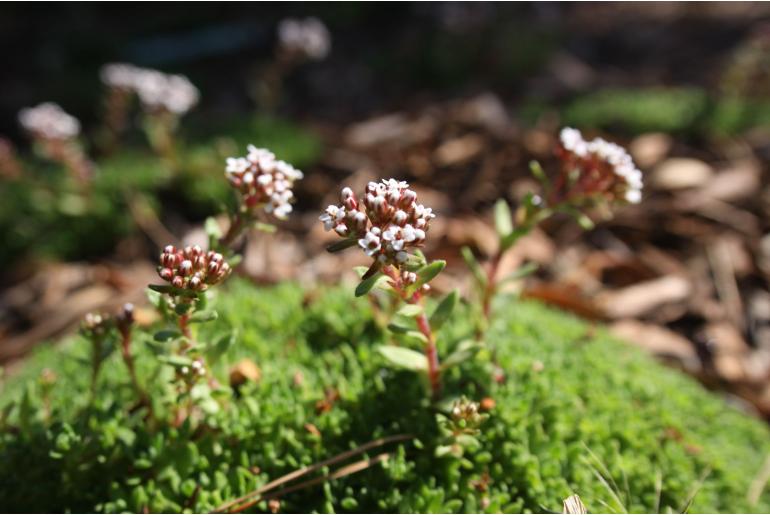 Crassula exilis -1204