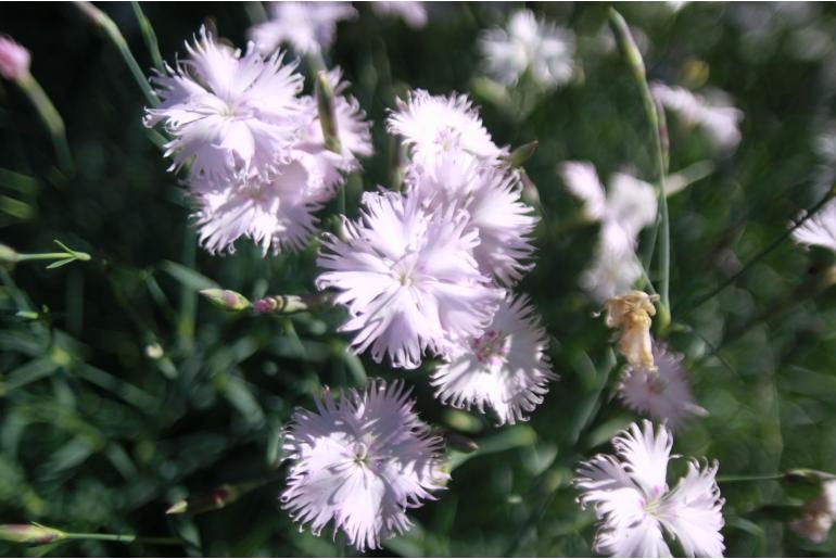 Dianthus anatolicus -1206