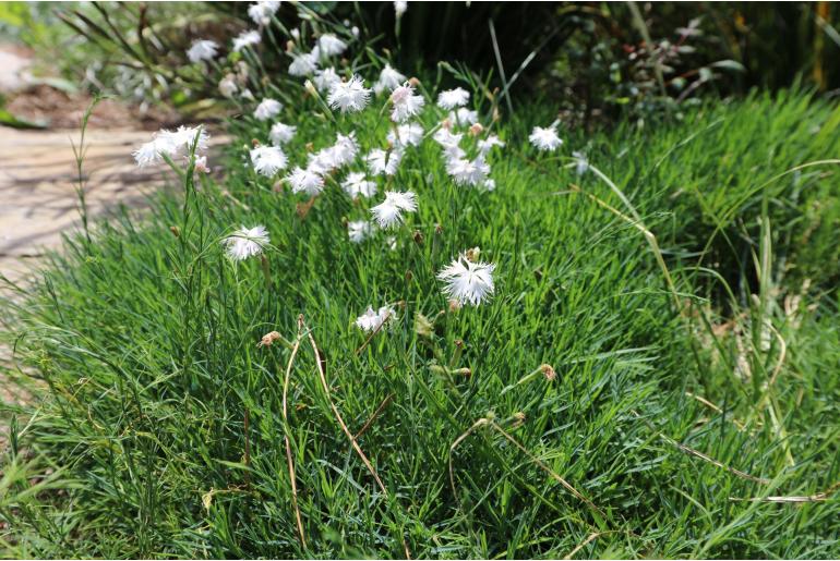 Dianthus arenarius -1207