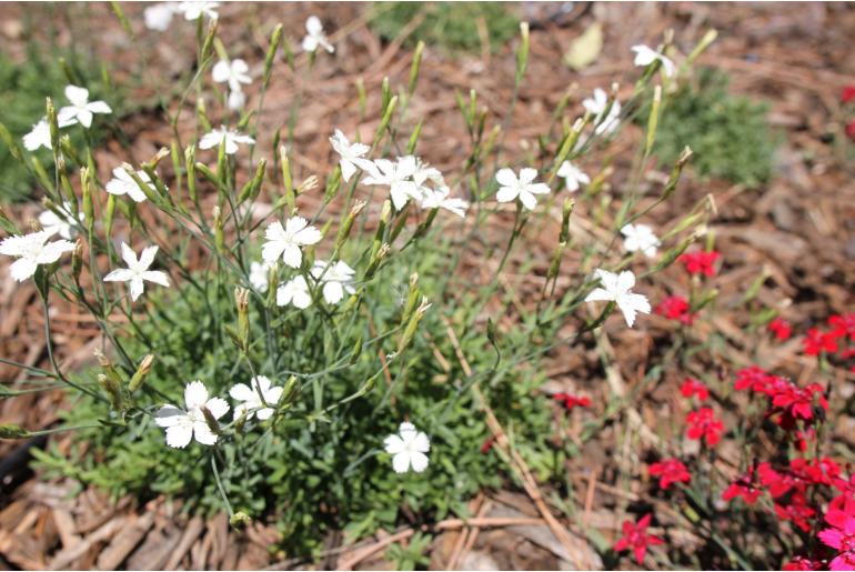 Dianthus deltoides 'Alba' -1208