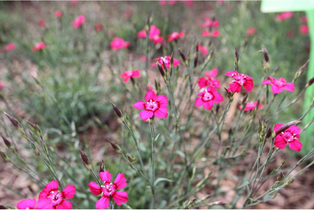 Steenanjer 'Brilliant'