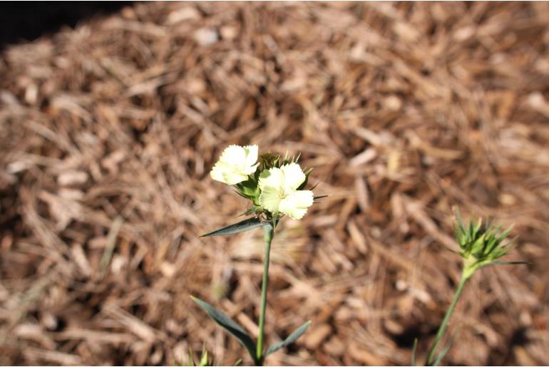 Dianthus knappii -1211