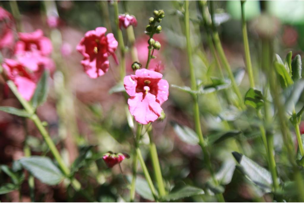 Diascia met hartvormig blad