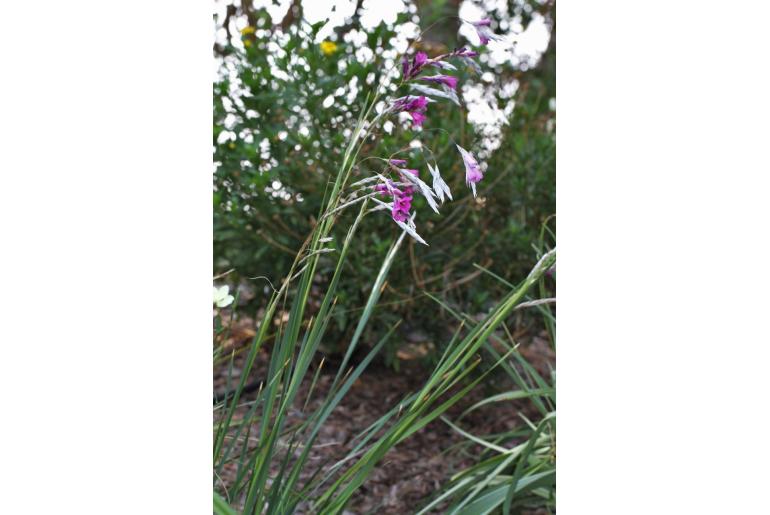 Dierama pulcherrimum -1213