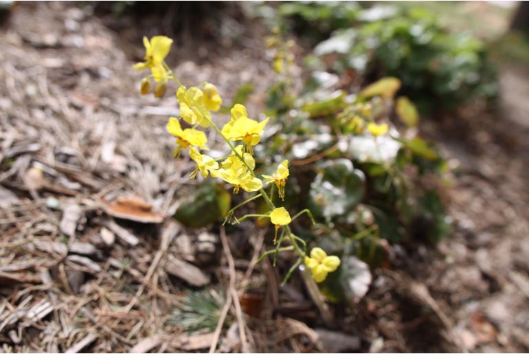 Epimedium x perralchicum 'Fröhnleiten' -1218