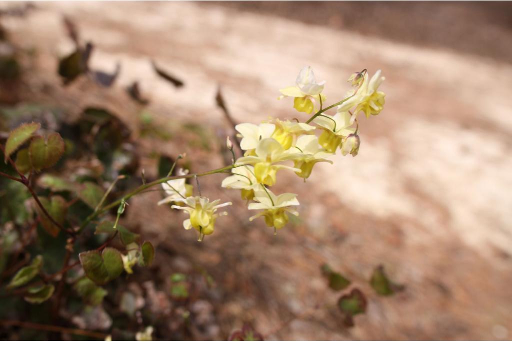 Elfenbloem 'Sulphureum'