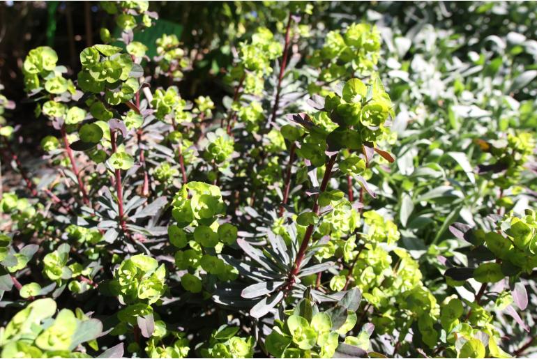 Euphorbia amygdaloides 'Purpurea' -1226