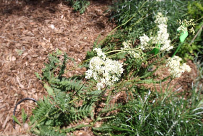 Filipendula vulgaris -1236