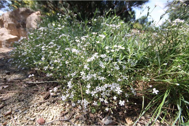 Gypsophila repens -1251