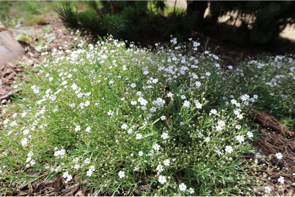 Kruipend gipskruid 'Rosea'