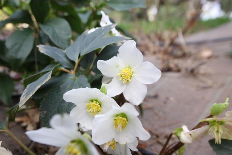 Helleborus niger -1264