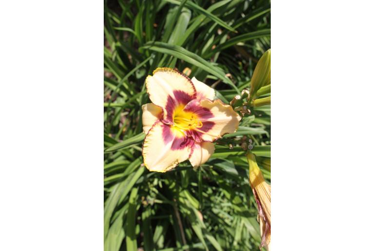 Hemerocallis 'Canadian Border Patrol' -1267