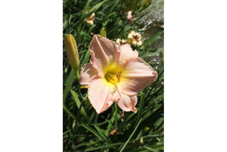 Hemerocallis 'Mariska' -1269