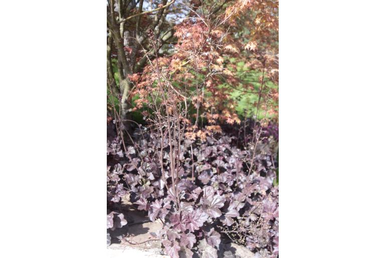 Heuchera 'Obsidian' -1272