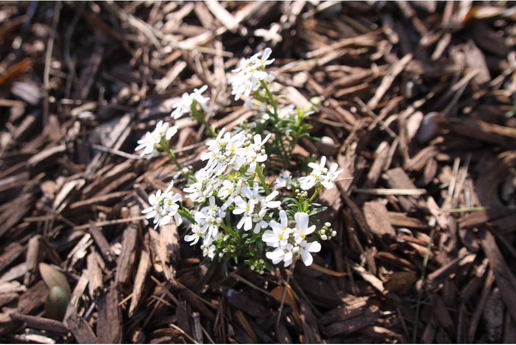 Scheefbloem 'Snowflake'