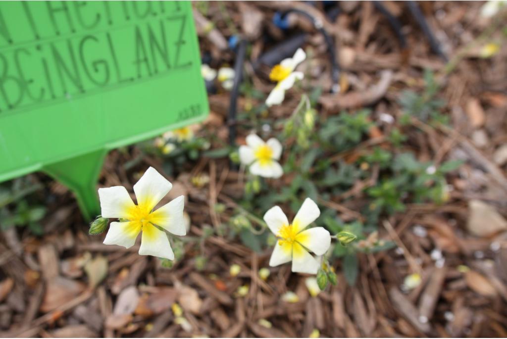 Zonneroosje 'Elfenbeinglanz'