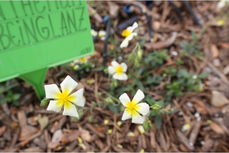 Helianthemum 'Elfenbeinglanz' -1288