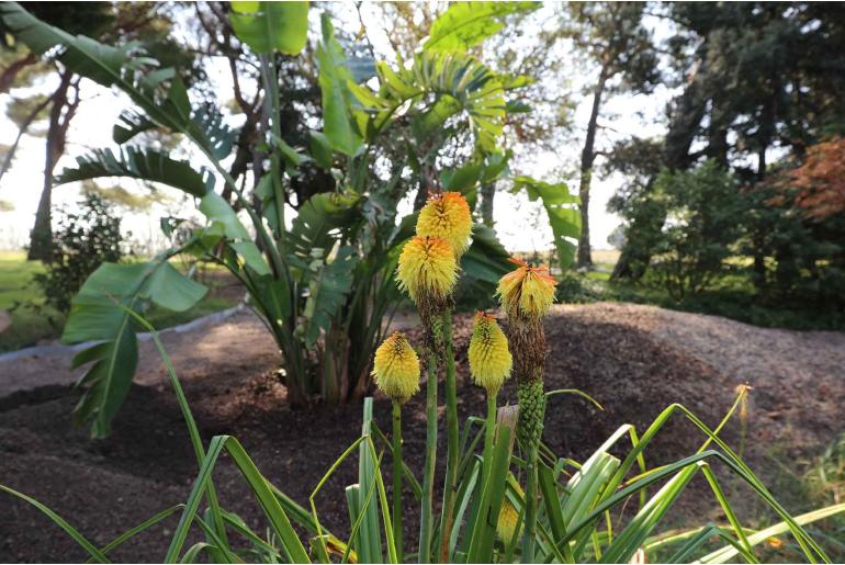 Kniphofia 'Vanilla' -1293