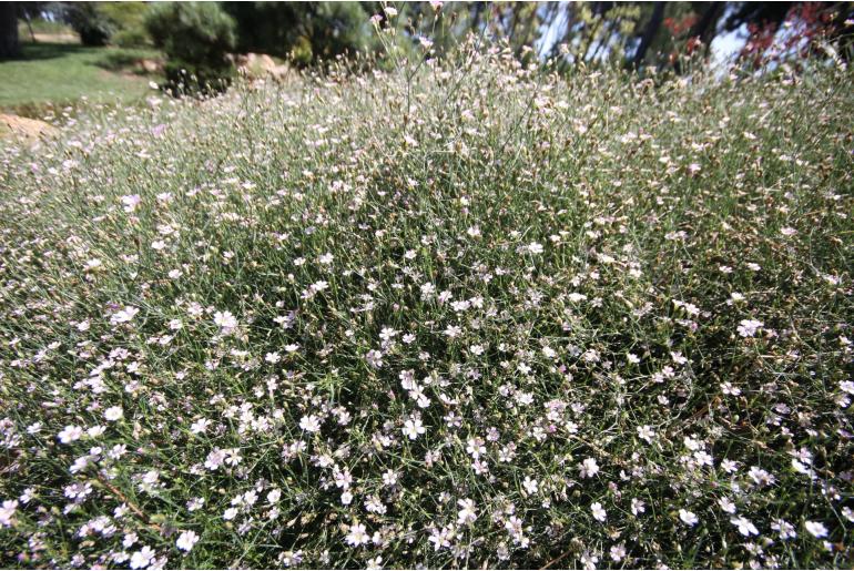 Petrorhagia saxifraga -1296