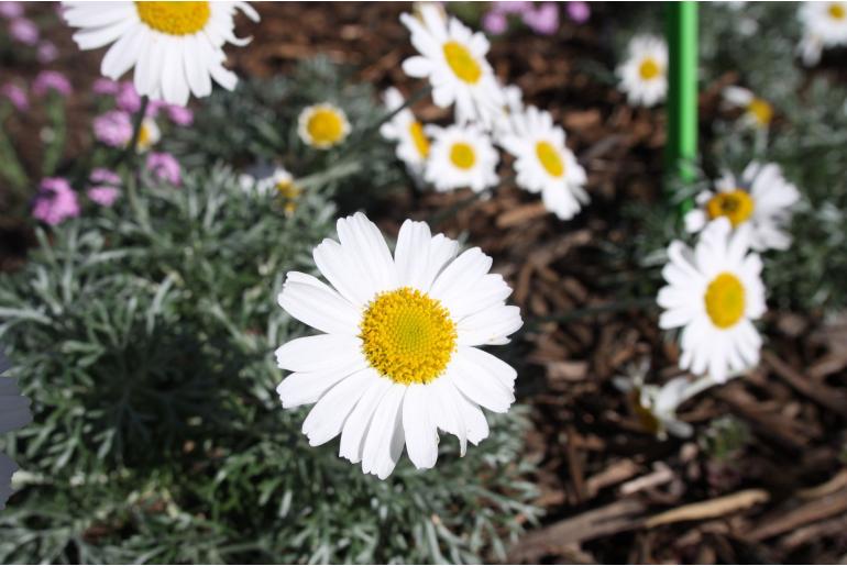 Rhodanthemum hosmariense -1301